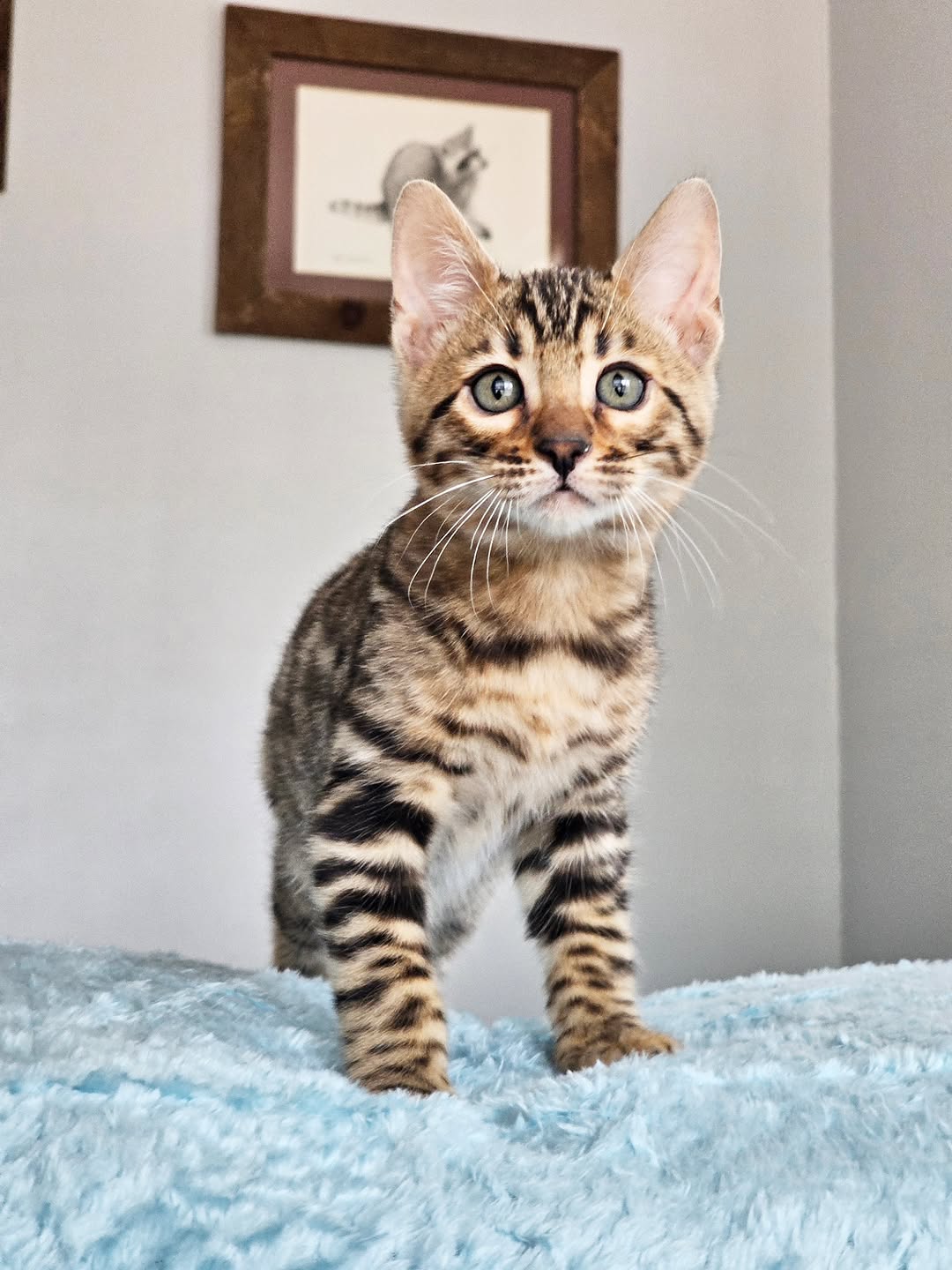 Agello - Mink Bengal Kitten