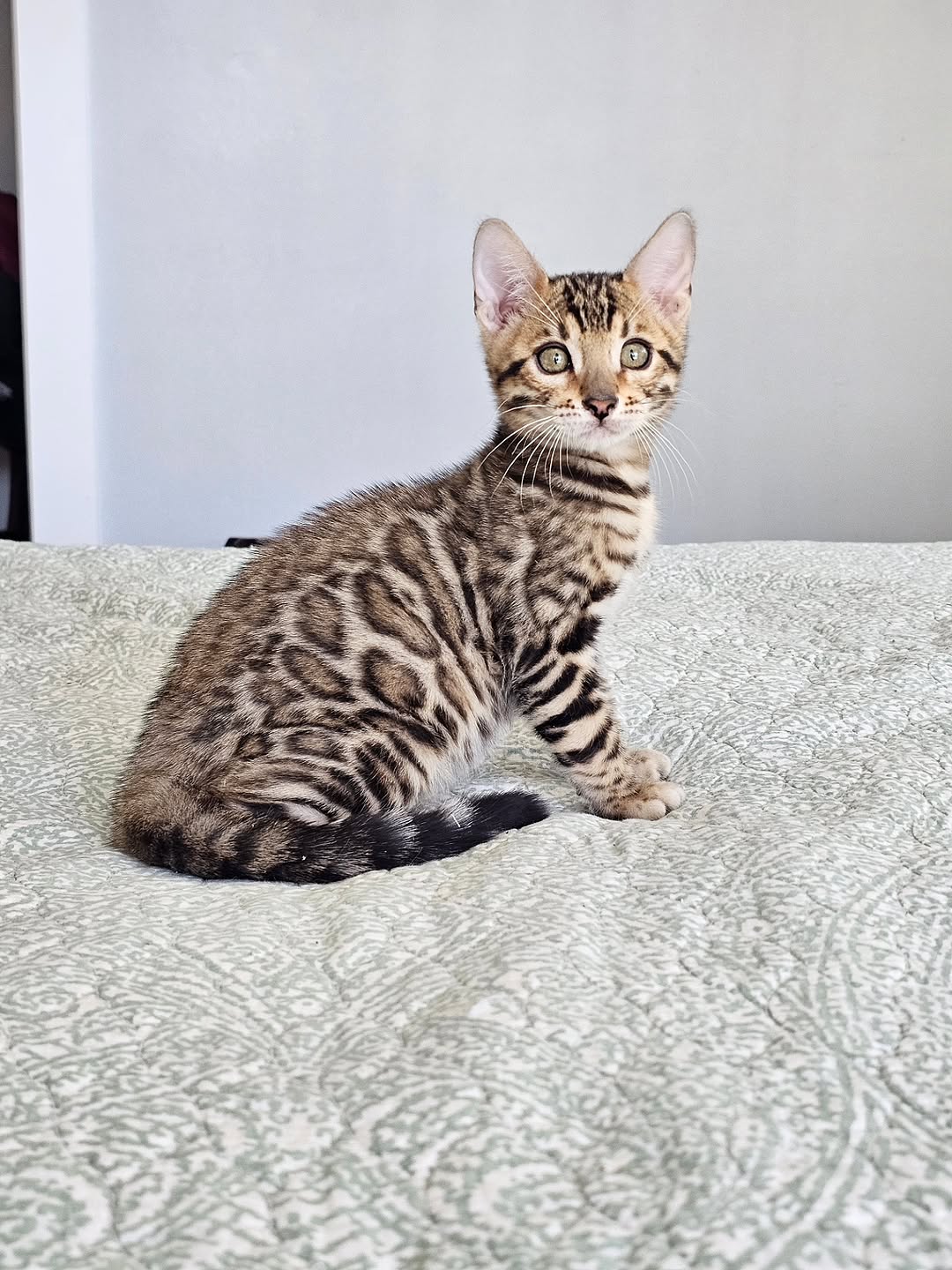 Ben - Silver Rosette Bengal Kitten