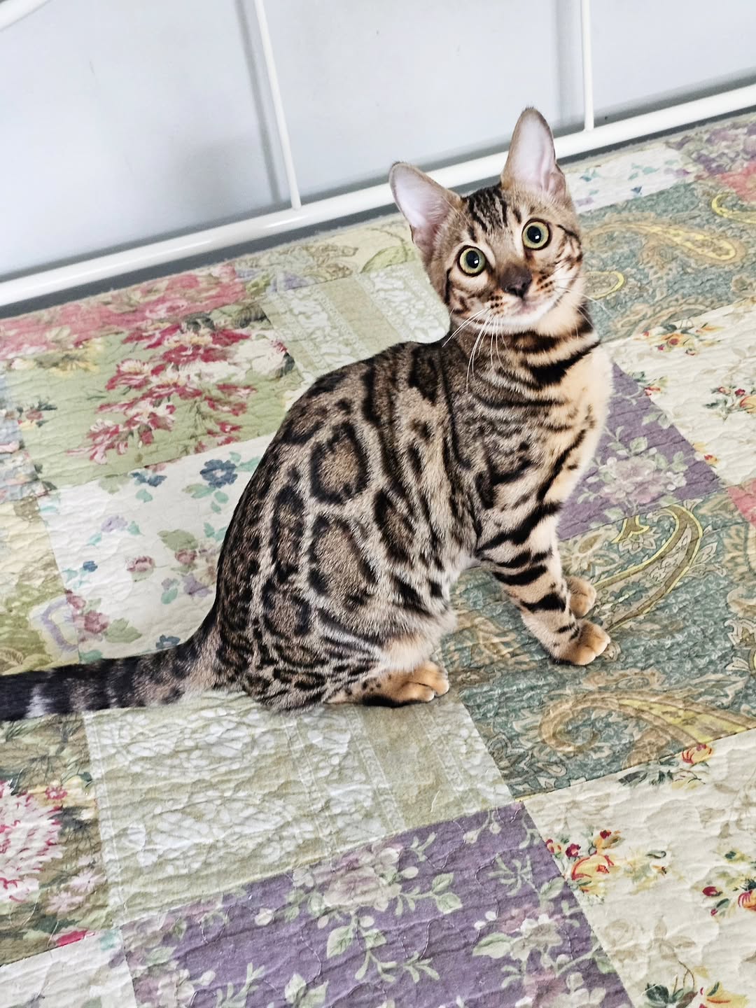 Kiana - Charcoal Bengal Kitten