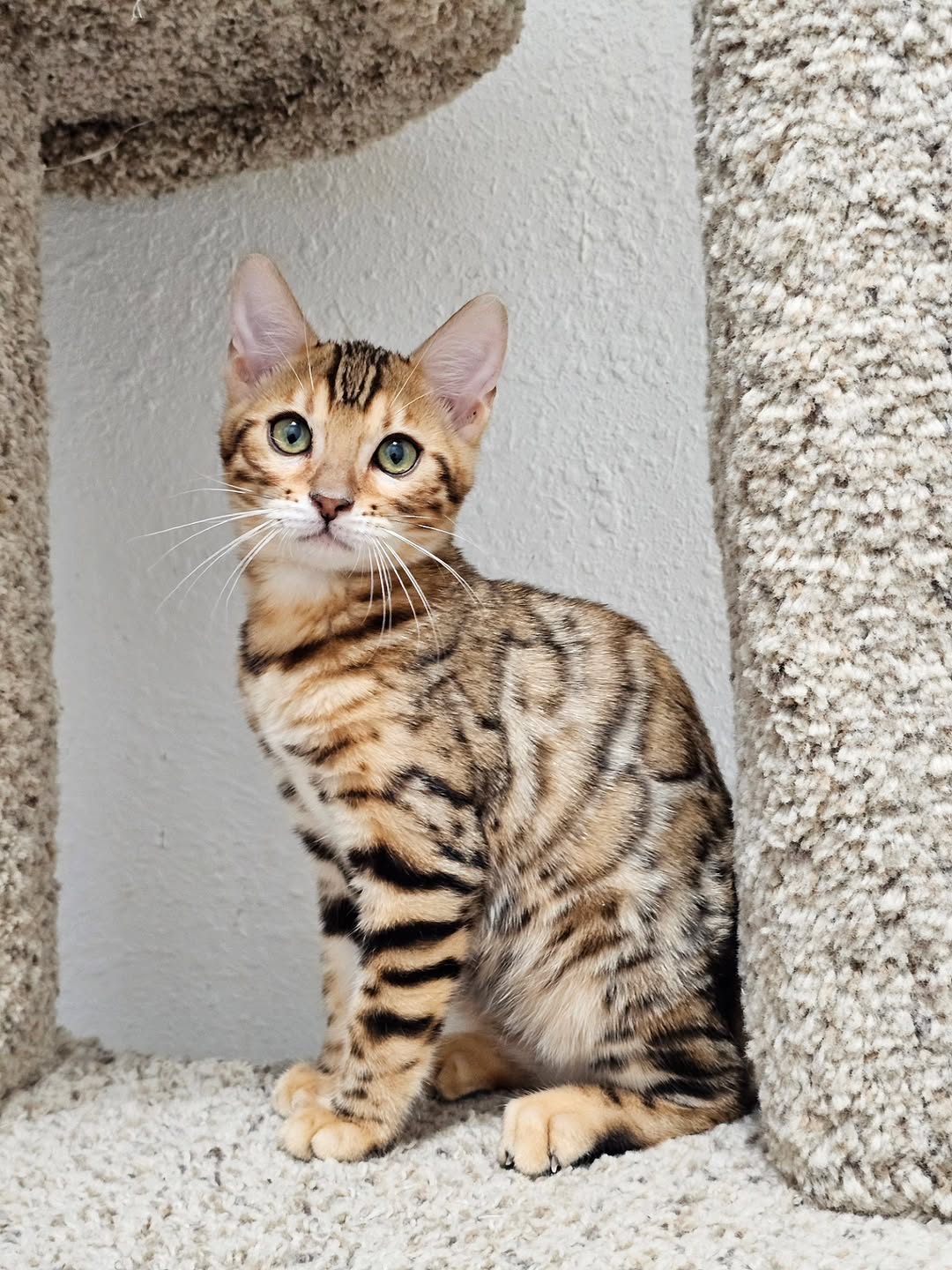 Kiki - Marble Bengal Kitten