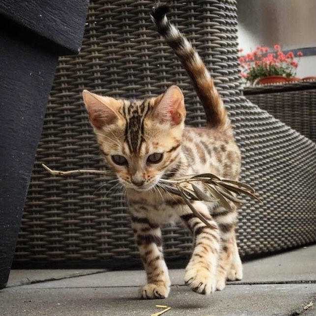Mac - Clouded Rosette Bengal Kitten