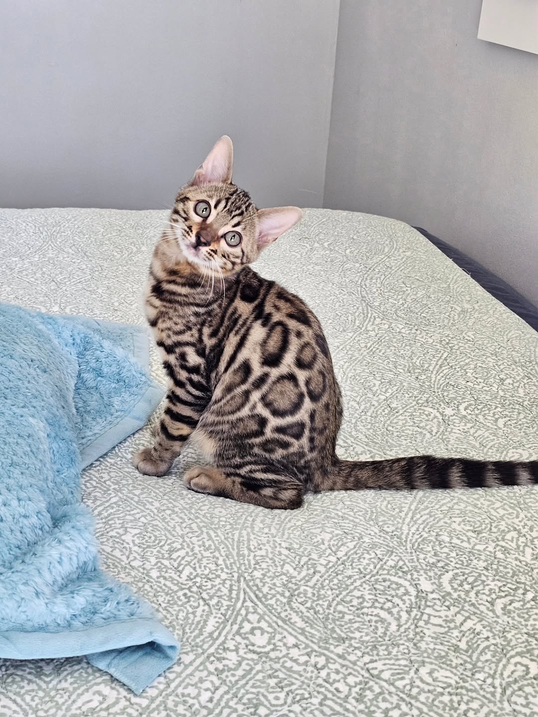 Milo - Spotted Bengal Kitten