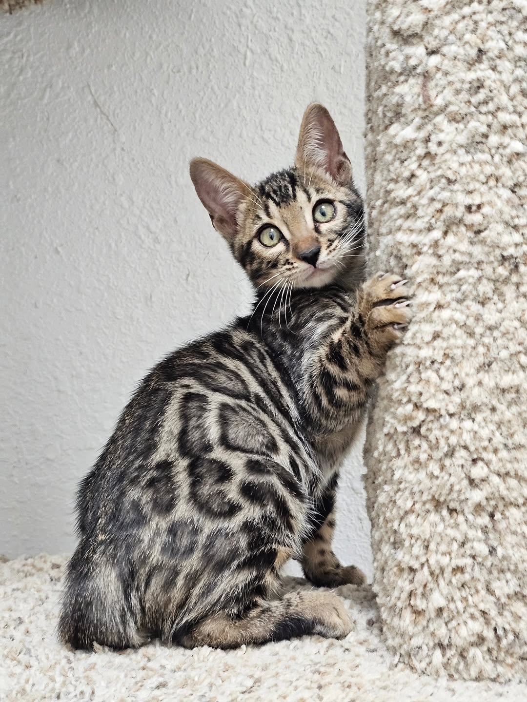 Rocky - Mink Bengal Kitten