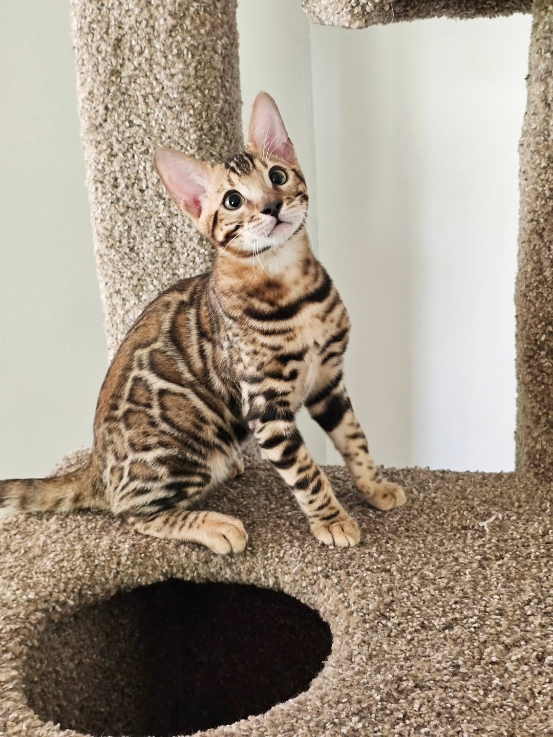 Ruby - Mink Bengal Kitten